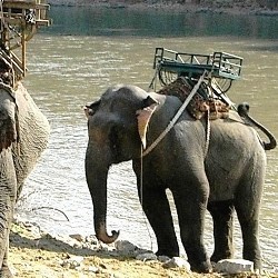 elefant mit sattel