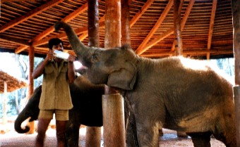 sri lanka urlaub Ayurveda - breakfast time for baby elephant, gesundheit durch milchaufzucht - breakfast photo by PMUDESIGN.de